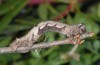 Nychiodes obscuraria: Larva (e.l. Sisteron, larva in April 2013) [S]