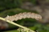 Charissa obscurata: Raupe (Schwäbische Alb 2012) [S]