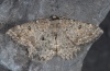 Charissa obscurata: Adult (e.l. Swabian Alb, Southern Germany 2012) [S]