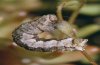 Charissa obscurata: Larva (eastern Swabian Alb) [N]