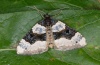 Cosmorhoe ocellata: Adult (e.l. Kanisfluh, west Austrian Alps, larva in October 2010) [S]