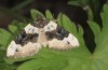 Cosmorhoe ocellata: Adult (e.l. lake Ammersee, S-Bavaria, larva in October 2012) [S]