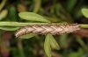 Cosmorhoe ocellata: Larva (Ammersee, October 2012) [M]