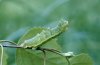 Geometra papilionaria: Larva [M]