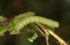 Archiearis parthenias: Half-grown larva (N-Sweden, Kiruna, July 2020) [S]