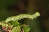 Archiearis parthenias: Halbwüchsige Raupe (N-Schweden, Kiruna, Juli 2020) [S]