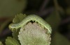 Archiearis parthenias: Larva (N-Sweden, Kiruna, July 2020) [S]