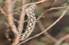 Antroolopha pennigeraria: Larva (Provence, April 2013, photo: Emmanuel Ruiz)