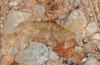 Selidosema plumaria: Worn adult (Rhodes, Attaviros, late September 2013) [N]