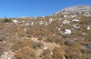 Selidosema plumaria: Habitat on Attaviros (Rhodes, late September 2013) [N]