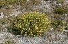 Thetidia plusiaria: Habitat in Ostspanien (Castellòn) im Juli 2013. Die Falter hielten sich in den Santolina-Büschen auf. [N]