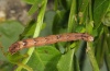 Eulithis populata: Larva (Schwäbisch Gmünd 2012) [S]