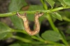 Eulithis populata: Raupe (Nordschwarzwald 2012) [M]