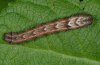 Eulithis populata: Larva [S]