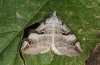 Aplocera praeformata: Falter (Graubünden, Juli 2011) [M]