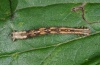 Melanthia procellata: Larva (Memmingen, Iller, September 2010) [M]