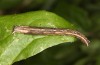 Melanthia procellata: Larva (e.l. rearing, S-Germany, river Iller near Memmingen, September 2020) [S]