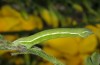 Pseudoterpna pruinata: Raupe (Nordschwarzwald, Mai 2011) [M]