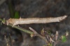 Angerona prunaria: Raupe [S]