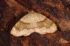 Plagodis pulveraria: Adult (e.l. eastern Swabian Alb, larva in August 2012) [S]