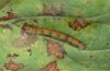 Cyclophora punctaria: halbw�chsige Raupe (Ostalb, September 2010)