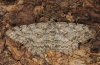 Hypomecis punctinalis: Adult [S]