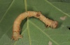 Hypomecis punctinalis: Larva (Upper Rhine, late June 2011) [S]