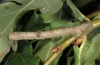 Hypomecis punctinalis: Larva (Upper Rhine, September 2011) [S]