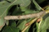 Hypomecis punctinalis: Raupe (Oberrhein, September 2011) [S]