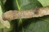 Hypomecis punctinalis: Raupe (Oberrhein. September 2011) [S]