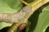 Hypomecis punctinalis: Young larva (Upper Rhine, September 2011) [S]