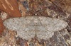 Hypomecis punctinalis: Adult (Schwäbisch Gmünd) [S]
