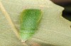 Cyclophora puppillaria: Pupa (e.l. Teruel 2013) [S]