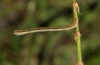 Lythria purpuraria: Raupe (e.o. Olymp 2012) [S]