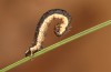 Xanthorhoe quadrifasiata: Half-grown larva in the autumn (e.l. rearing, S-Germany, Adelegg near Isny, larva in October 2021) [S]