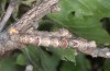Ennomos quercaria: Mature larva (Greece, Itea near Delphi, early May 2016) [M]