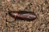 Horisme radicaria: Pupa (e.l. rearing, S-Germany, river Iller near Oberbinnwang, larva in mid-October 2020) [S]