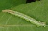 Eustroma reticulatum: Larva (eastern Swabian Alb, Southern Germany, September 2010) [M]