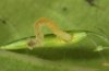Eustroma reticulatum: Young larva (eastern Swabian Alb, Southern Germany, September 2010) [N]