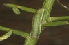 Chesias rhegmatica: Larva (Cyprus, Paphos, early April 2018) [M]