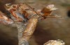 Hypomecis roboraria: Larva (e.l. Upper Rhine) [S]
