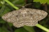 Adult (e.l. Upper Rhine Valley, larva in September 2012)