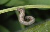 Idaea rufaria: Half-grown larva (e.o. Künzelsau 2008) [S]