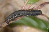 Triphosa sabaudiata: Larva (lower Engadine, June 2010) [M]