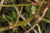 Rhodometra sacraria: Raupe (Zypern, Paphos, Ende Februar 2018, an Rumex vesicaria) [N]