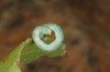 Rhodometra sacraria: Raupe (Zypern, Paphos, Ende Februar 2018, an Rumex vesicaria) [M]