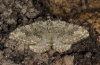 Nebula salicata: Adult (late April 2012, Switzerland, Grisons, Kleiner San Bernadino) [S]