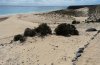 Microloxia schmitzi: Habitat auf Fuerteventura: Sandgelände an der Küste, Februar 2011. Im Vordergrund Launaea arborescens mit Raupen. [N]