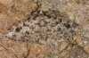 Eupithecia schuetzeata: Falter (La Gomera, Dezember 2009, an einem erleuchteten Gebäude gefunden, Valle Gran Rey) [M]