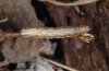 Euphyia scripturata: Raupe (Engadin)